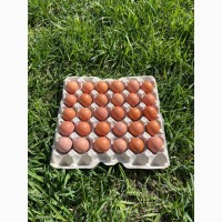 Продам курячі домашні яйця
