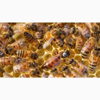 Бджолопакети 2023 года