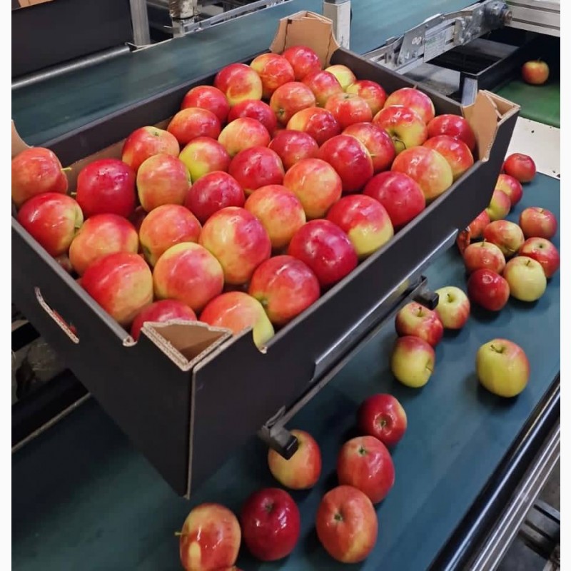 Фото 2. Продам яблука сорту Голден Делішес, Айдаред, Муцу, Принц. Польша