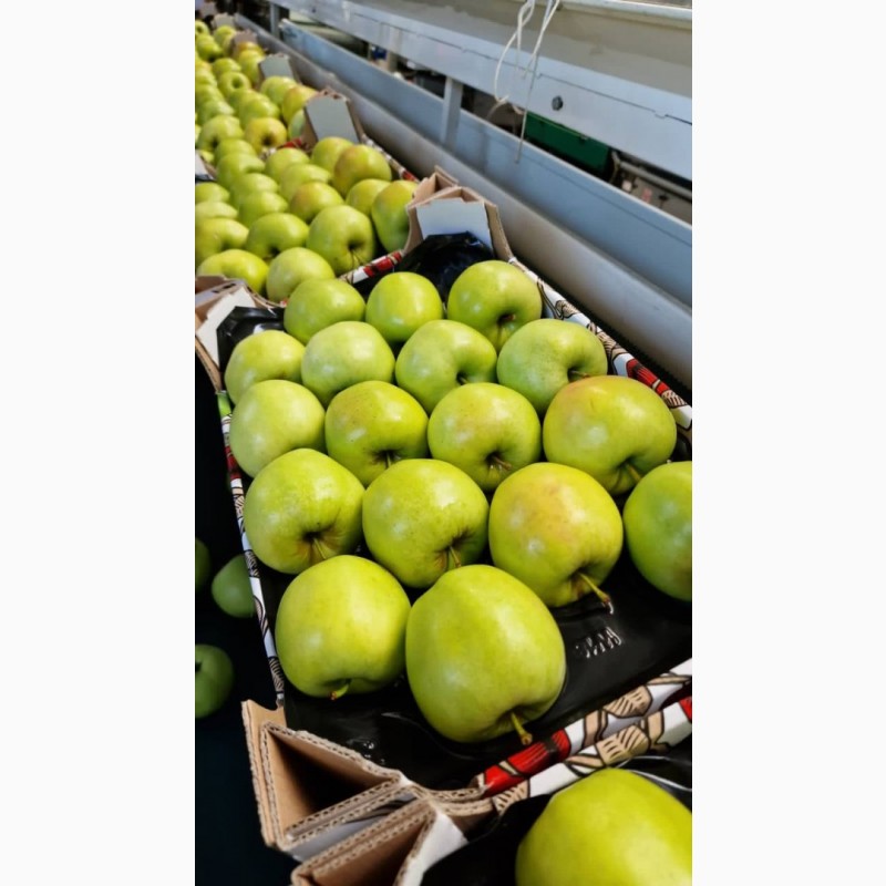 Фото 3. Продам яблука сорту Голден Делішес, Айдаред, Муцу, Принц. Польша