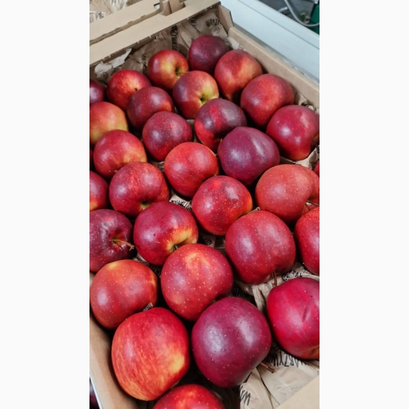 Фото 4. Продам яблука сорту Голден Делішес, Айдаред, Муцу, Принц. Польша