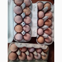 Продам яйця курячi домашнi