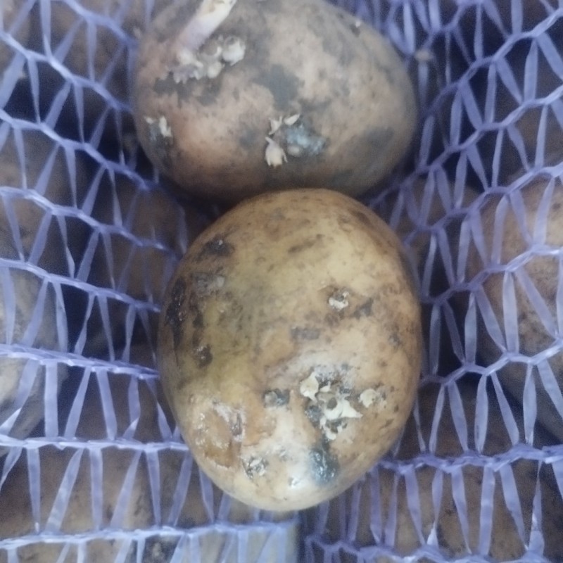 Фото 2. Продам посадкову картоплю сорту Рівєра то