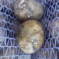 Продам посадкову картоплю сорту Рівєра то