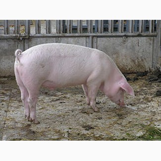 Продам свиней, вага від 100 до 160 кілограм, ціна по домовленості, Тернопільська область
