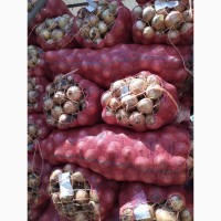 Продам свежий лук, Азербайджан