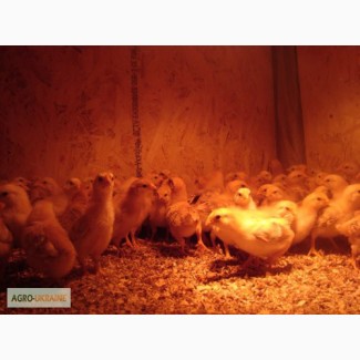 Продам цыплят породы полтавская глинистая