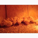 Продам цыплят породы полтавская глинистая