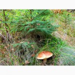 Споры грибов - настоящий живой зерновой мицелий белых грибов (боровик)