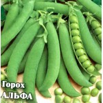 Продам семена сахарного горох Альфа оптом от производителя