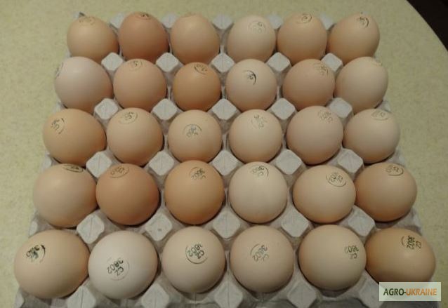 Фото 3. Продаємо інкубаційні яйця курей бройлерів КОББ-500