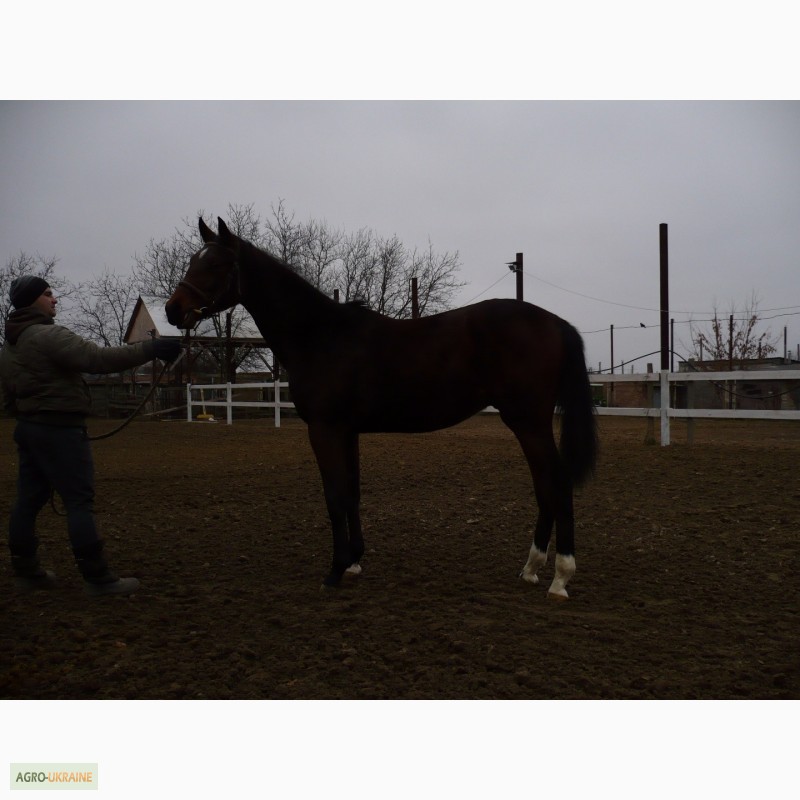 Фото 4. Продам спортивних коней