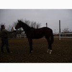 Продам спортивних коней