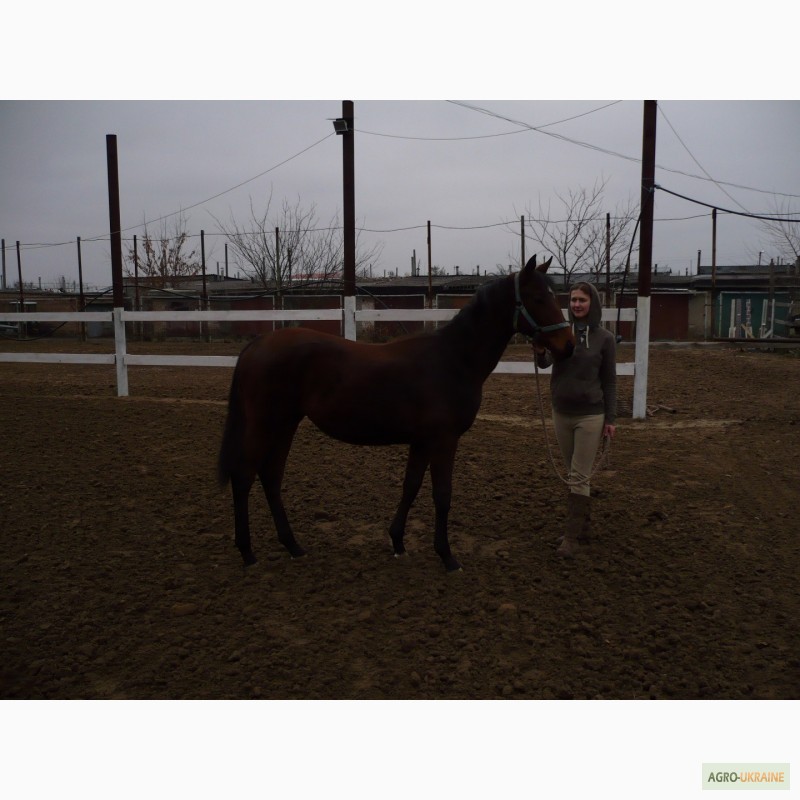 Фото 5. Продам спортивних коней