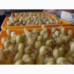 Продам курчата та качата різних порід добові(оптом і у роздріб)
