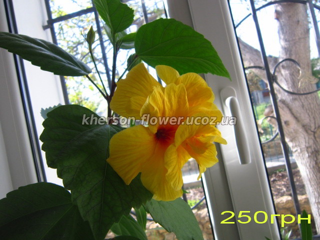 Продам гибискус комнатный махровый желтый с красной серединкой (китайская роза) - Koenig
