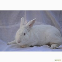 Продам кролики породи термонська