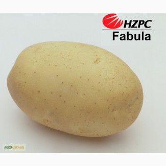Семена картофеля Фабула