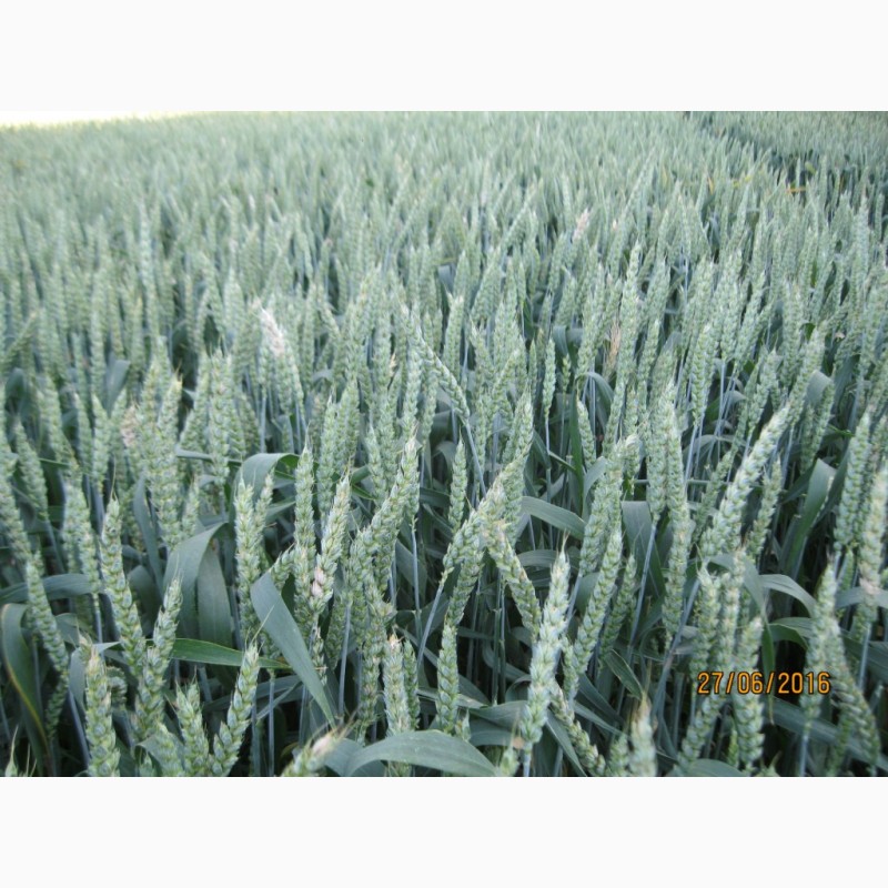 Фото 2. Посівна Озима пшениця ГЛАУКУС (Штрубе, Німеччина) - для інтенсивної технології вирощування