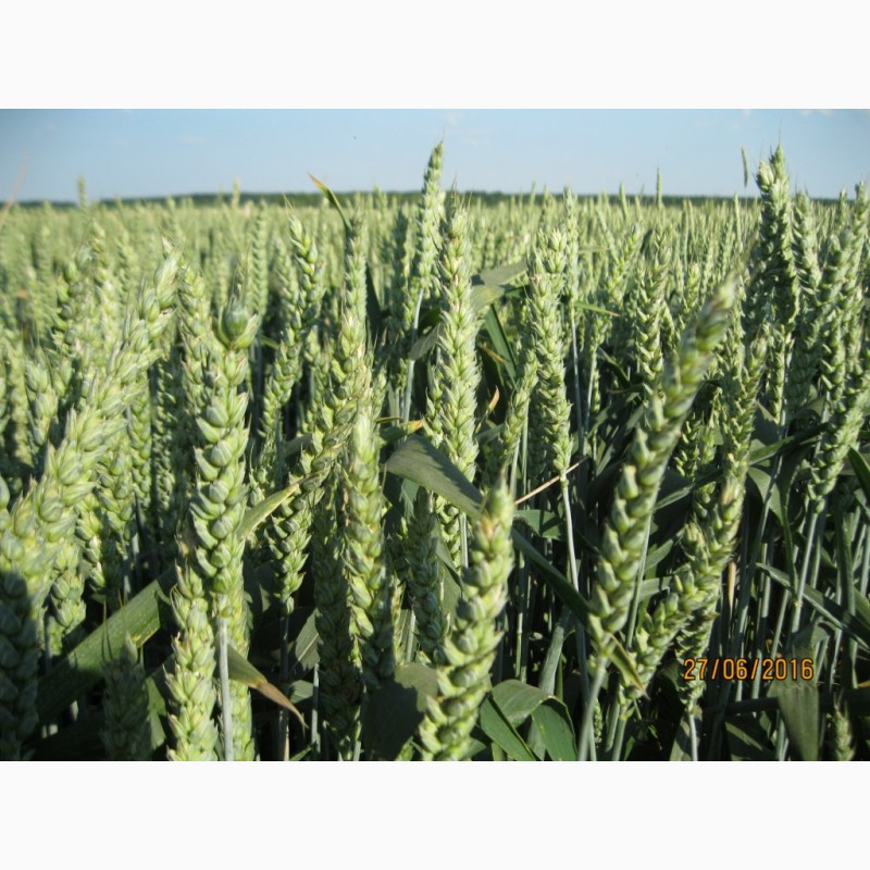 Фото 4. Посівна Озима пшениця ГЛАУКУС (Штрубе, Німеччина) - для інтенсивної технології вирощування