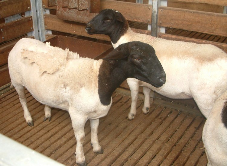 Продам овцы и бараны Дорпер, козы Нубийские и Камернунские