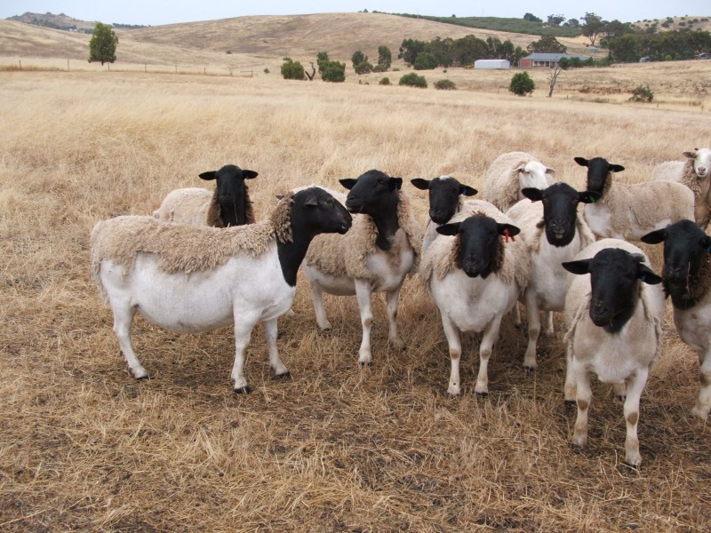 Фото 2. Продам овцы и бараны Дорпер, козы Нубийские и Камернунские