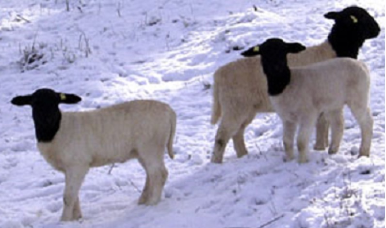 Фото 3. Продам овцы и бараны Дорпер, козы Нубийские и Камернунские