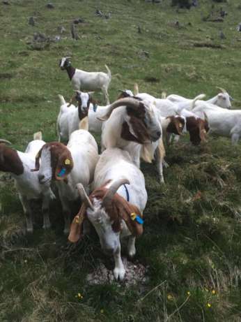 Фото 4. Продам овцы и бараны Дорпер, козы Нубийские и Камернунские