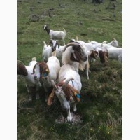 Продам овцы и бараны Дорпер, козы Нубийские и Камернунские