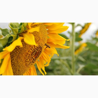 ГРАН» пропонує насіння соняшника «Атілла» 95-100дн
