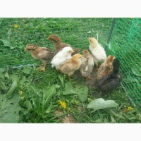 Продам гусят, утят, цыплят и яйца инкубационные
