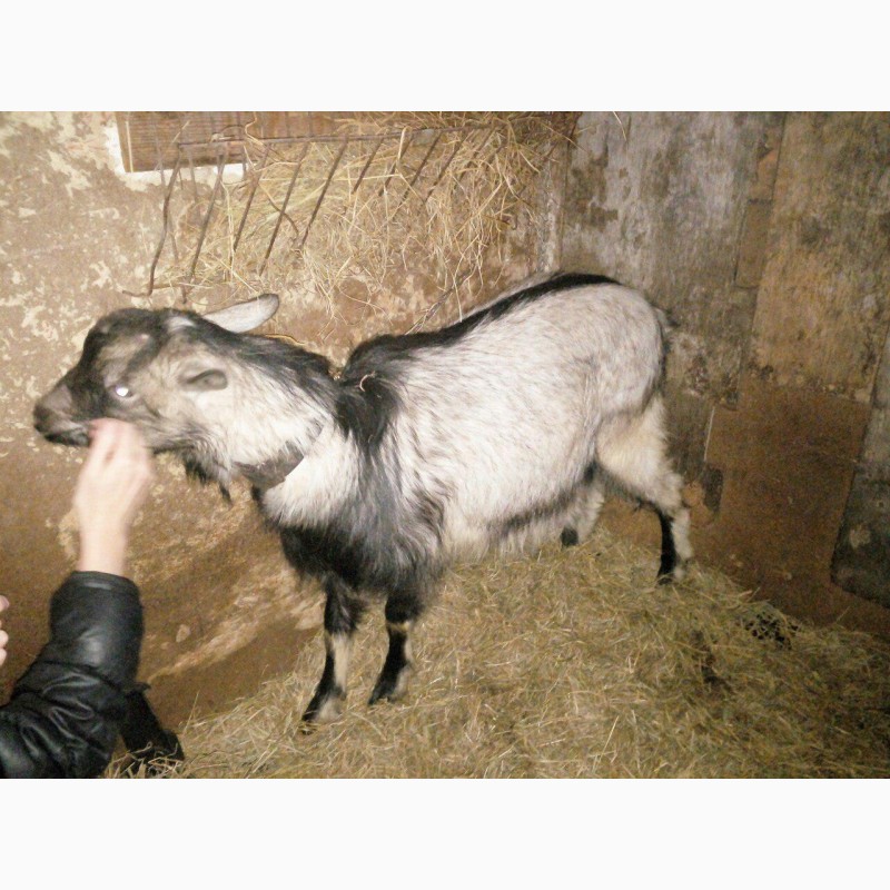 Фото 4. Продам козла, Зааненской породы, Безрогий