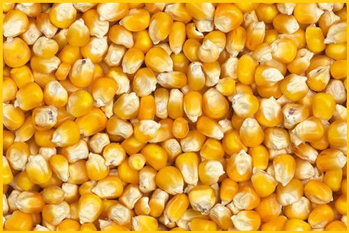 Фото 3. Пшеница, кукуруза - фуражная для кормовых целей