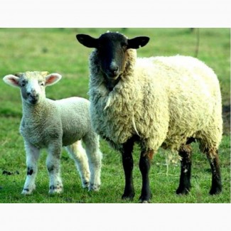 Куплю дорого баранов овец