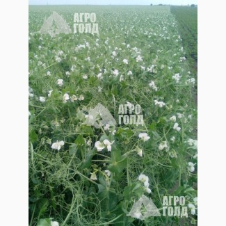 Озимый горох сорт «НС Мороз» - зерновой ультраранний урожайность 6, 2т/га