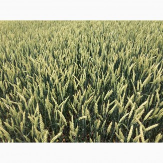 Семена канадской озимой пшеницы с документами Толедо, , Фарел, Макино 2018 г
