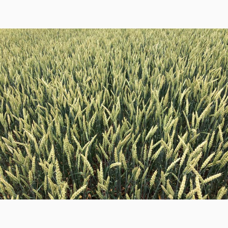 Семена канадской озимой пшеницы с документами Толедо, , Фарел, Макино 2018 г