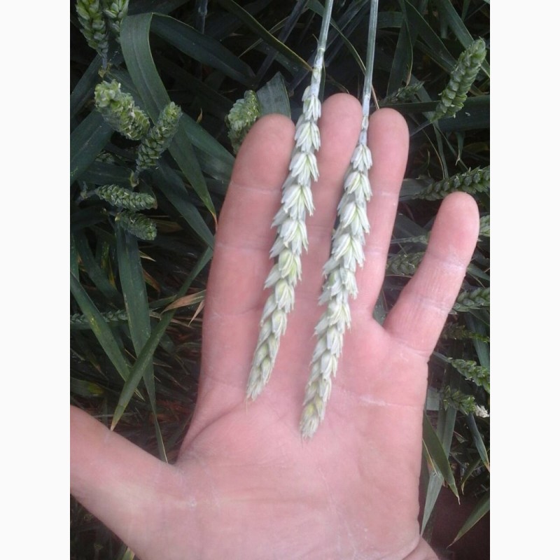 Фото 3. Семена канадской озимой пшеницы с документами Толедо, , Фарел, Макино 2018 г