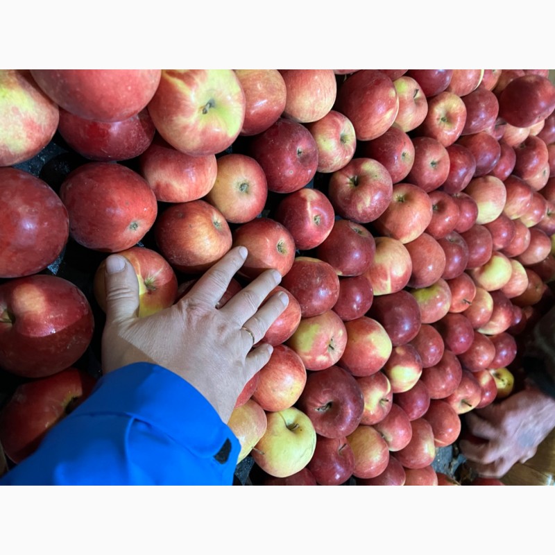 Фото 2. Фермерське Господарство реалізує яблука різних сортів