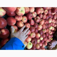 Фермерське Господарство реалізує яблука різних сортів