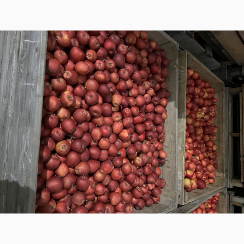 Фото 3. Фермерське Господарство реалізує яблука різних сортів