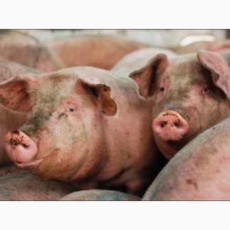 Продам домашних свиней Чугуевский район