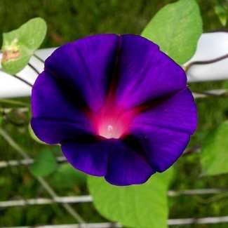 Продам семена Ипомея пурпурно-черная