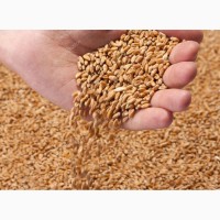 Продаю пшеницю урожай 2018 року
