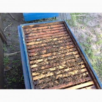 Продам бджолосім#039;ї відводки рої
