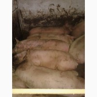 Продам свині мясної породи в кількості 70 голов
