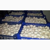 Продажа грибов шампиньонов со своей грибной мини фермы