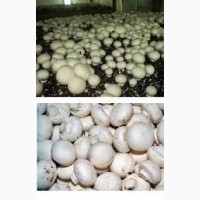 Продажа грибов шампиньонов со своей грибной мини фермы