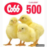 Инкубационныем яйца КОББ 500, РОСС 308.Лучшее предложение сезона