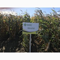 Семена кукурузы ВН 6763 (ФАО 320) от производителя